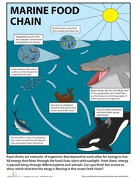 marine food chain school incursions marine education
