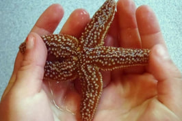 sea star ocean future school incursions marine education